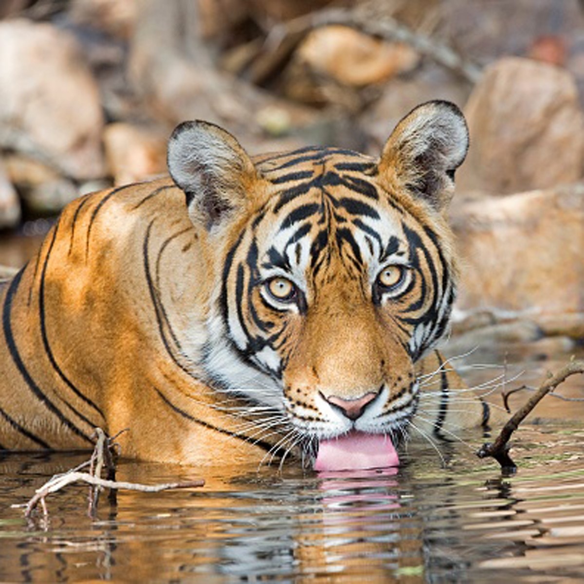 बंगाल टाइगर (Getty)