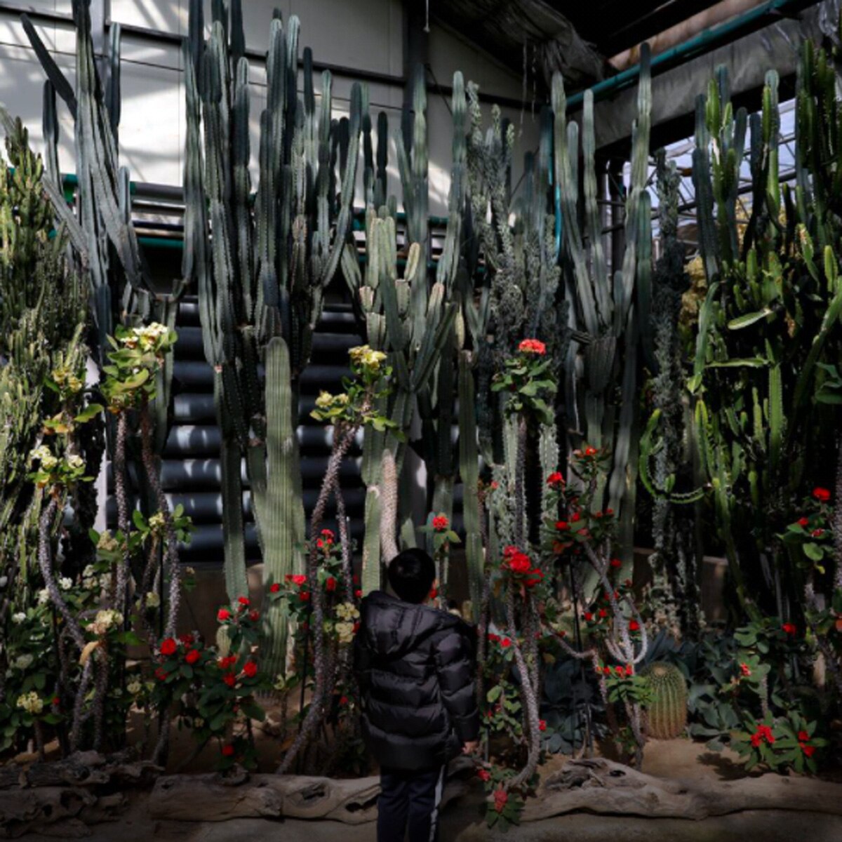 South korea nokodo island