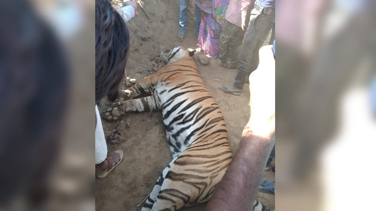 करंट लगने के बाघ की मौत (फोटो-अभिषेक वर्मा)