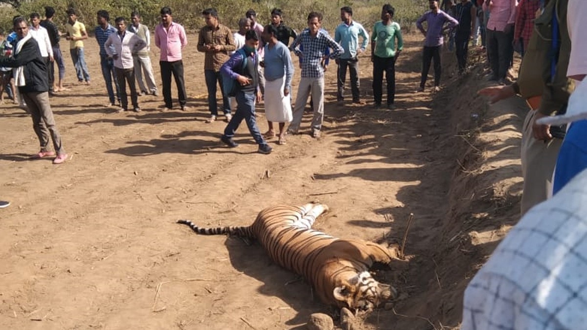  करंट लगने के बाघ की मौत (फोटो-अभिषेक वर्मा)