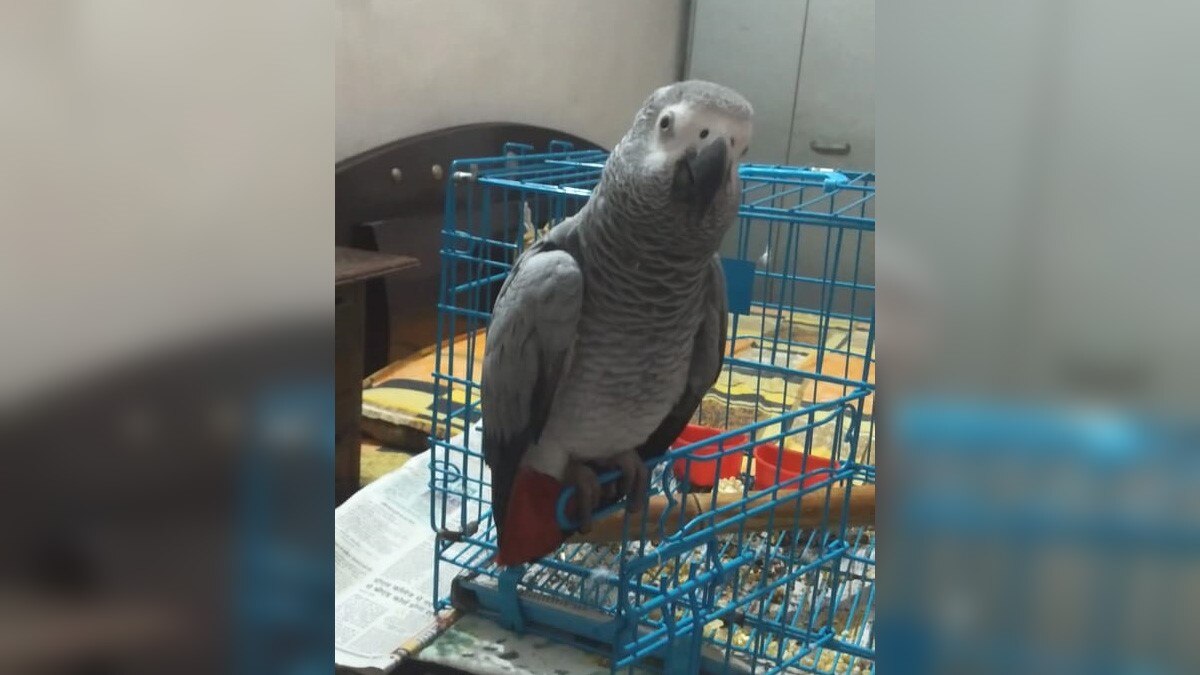 इंसान की तरह बोलने वाला तोता गायब (फोटो- अकरम खान)