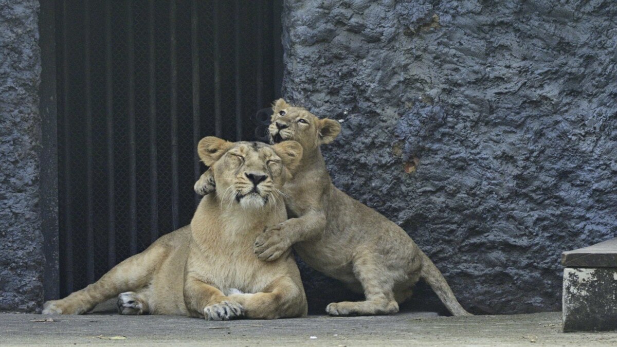घर पर कहकर आया, टाइगर से म‍िलने जा रहा हूं...और शेर के प‍िंजरे में कूद गया शख्स 