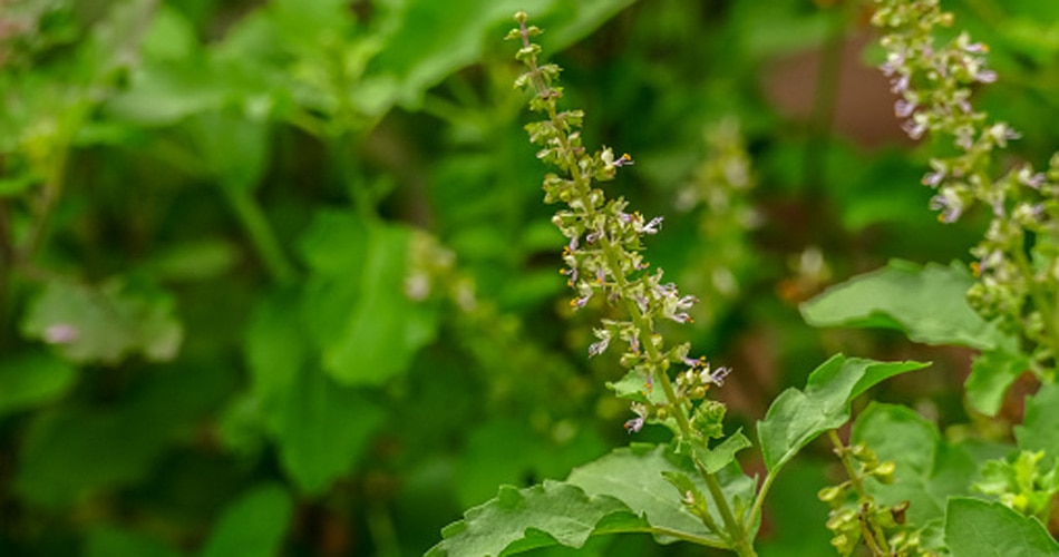 वास्तु के अनुसार तुलसी की सही दिशा 9