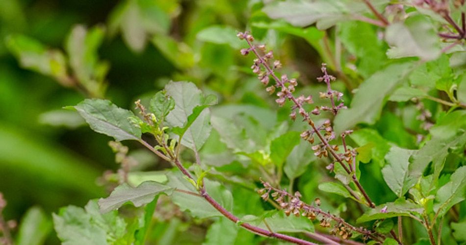 वास्तु के अनुसार तुलसी की सही दिशा 5
