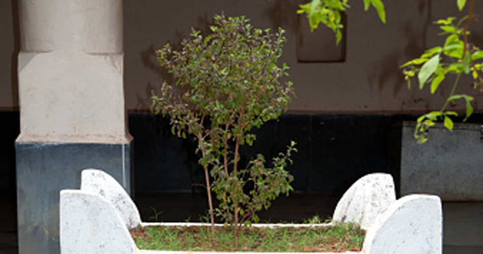 वास्तु के अनुसार तुलसी की सही दिशा 8