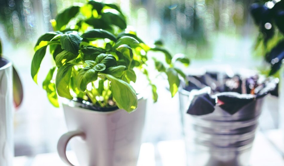 तुलसी का पौधा घर