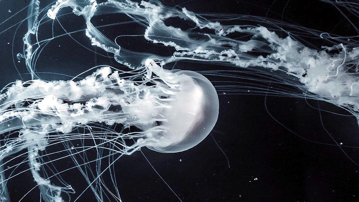  Immortal Species of Jellyfish which never dies