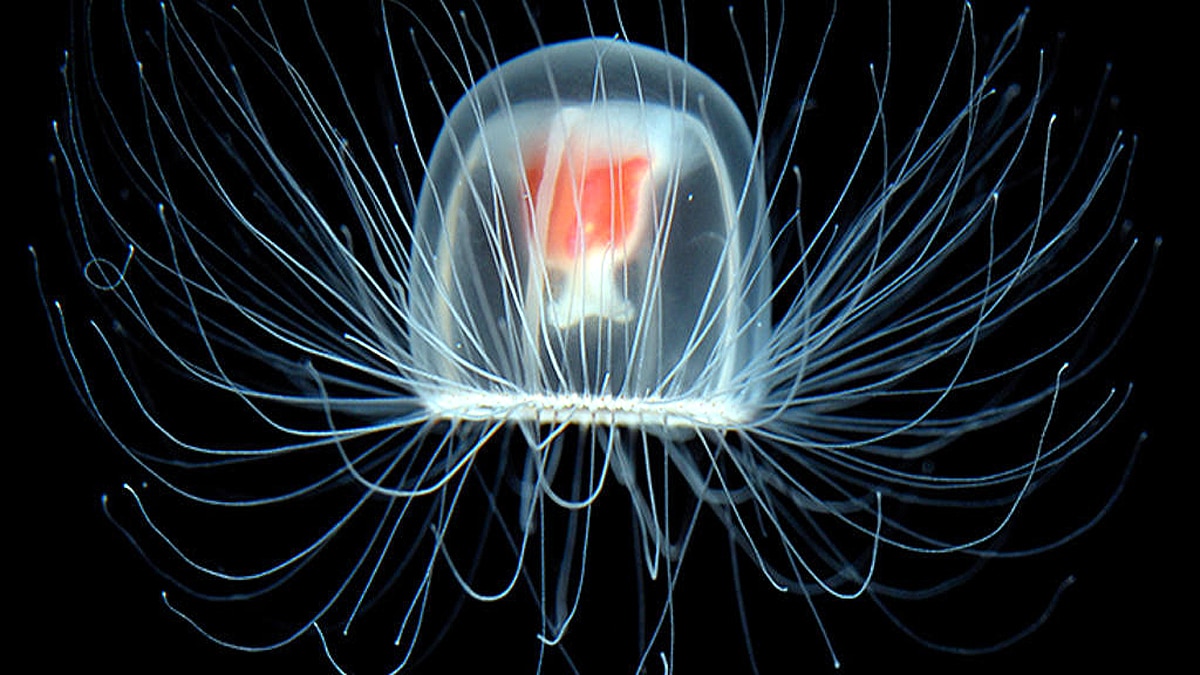  Immortal Species of Jellyfish which never dies