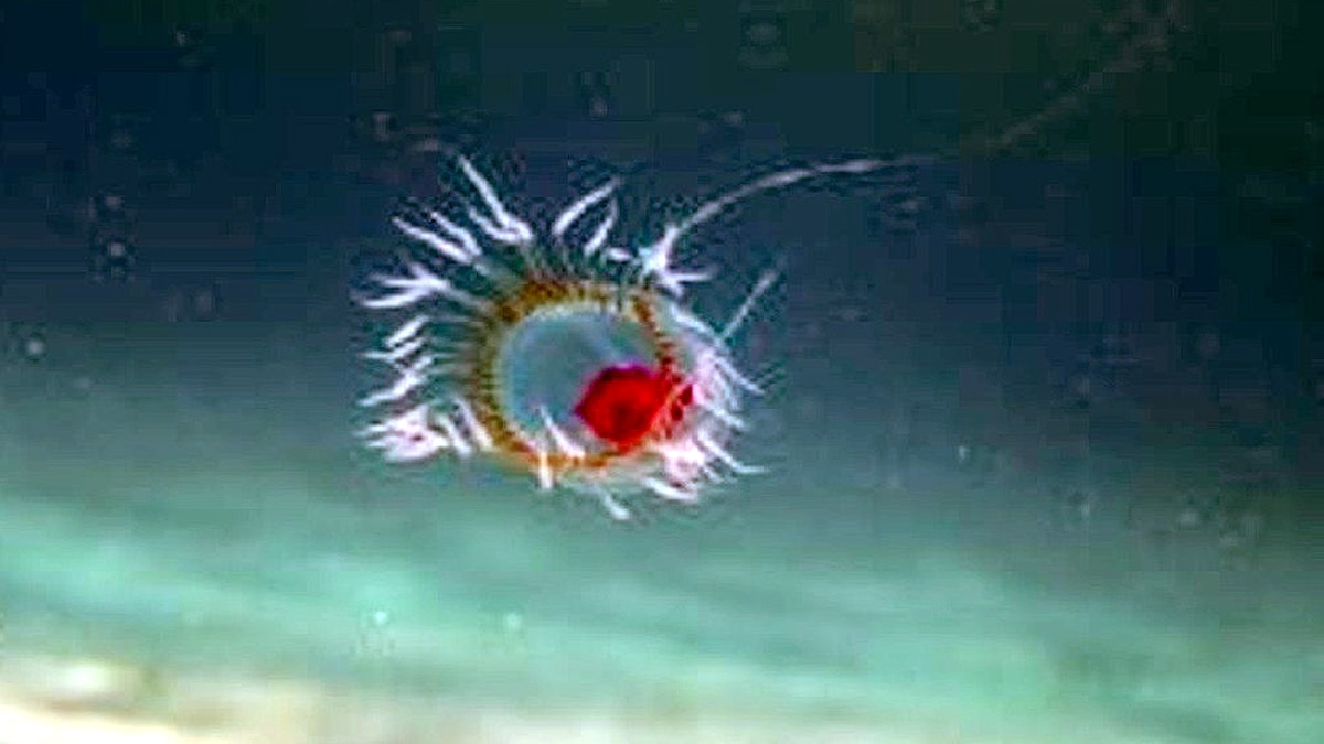  Immortal Species of Jellyfish which never dies