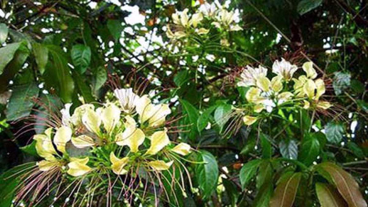 Kidney Diseases cured Ayurvedic Formula