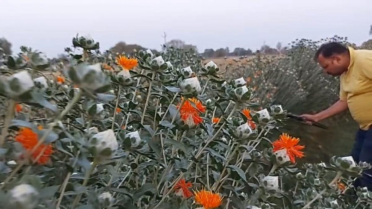 एक बीघा खेत से कमाए 12 लाख रुपये