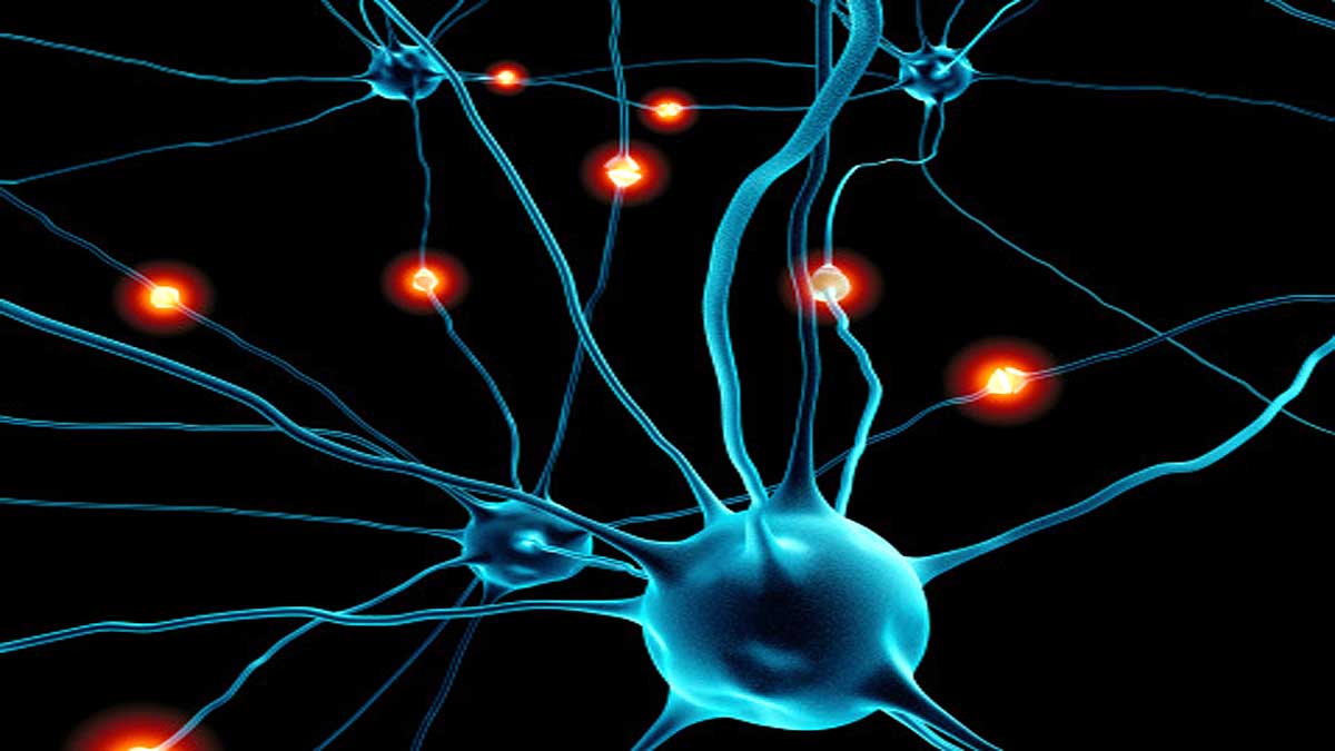 Why Human Brain is so Big?