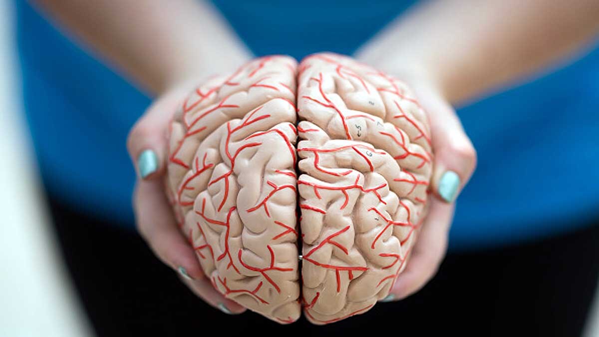 Why Human Brain is so Big?
