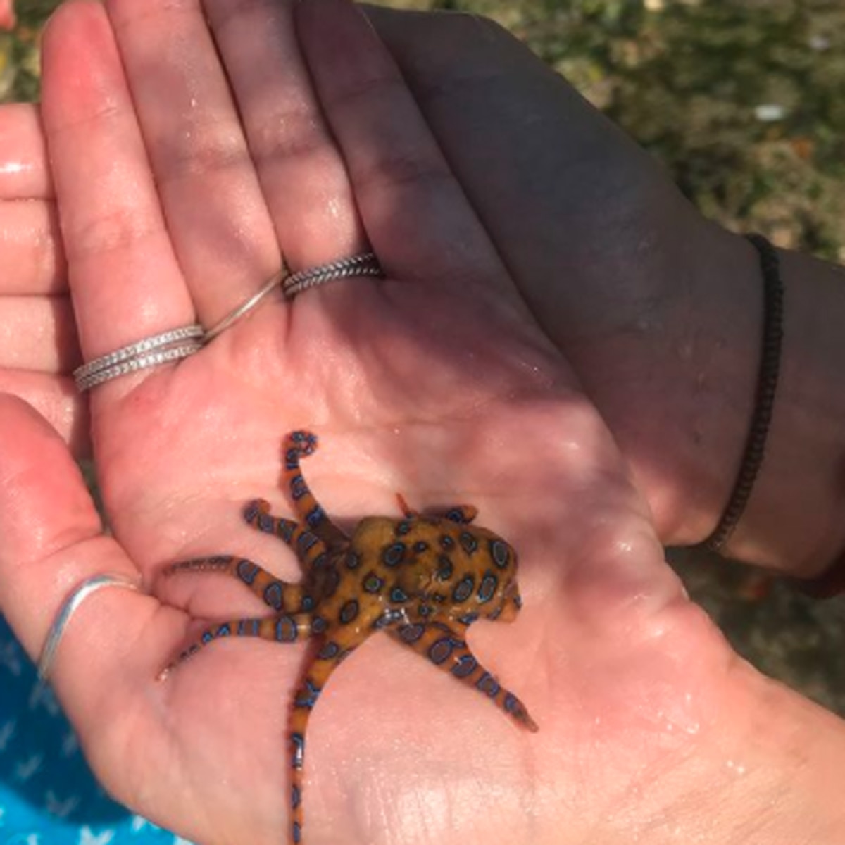 ऑक्टोपस