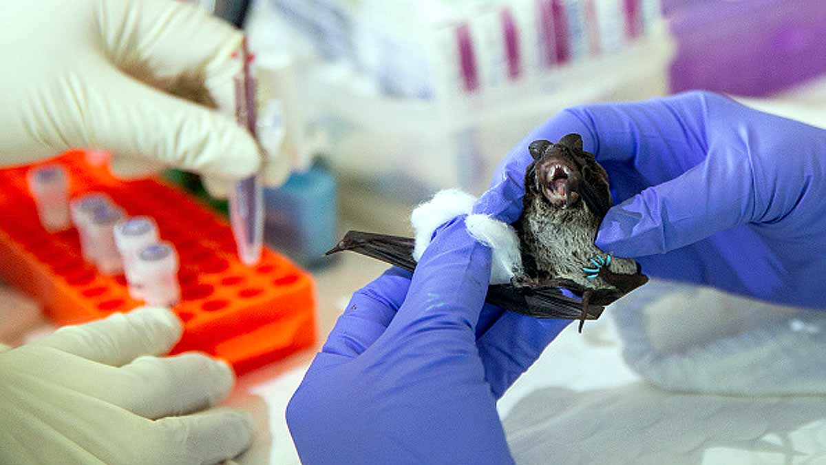 Wuhan Lab Mysterious Dark Database