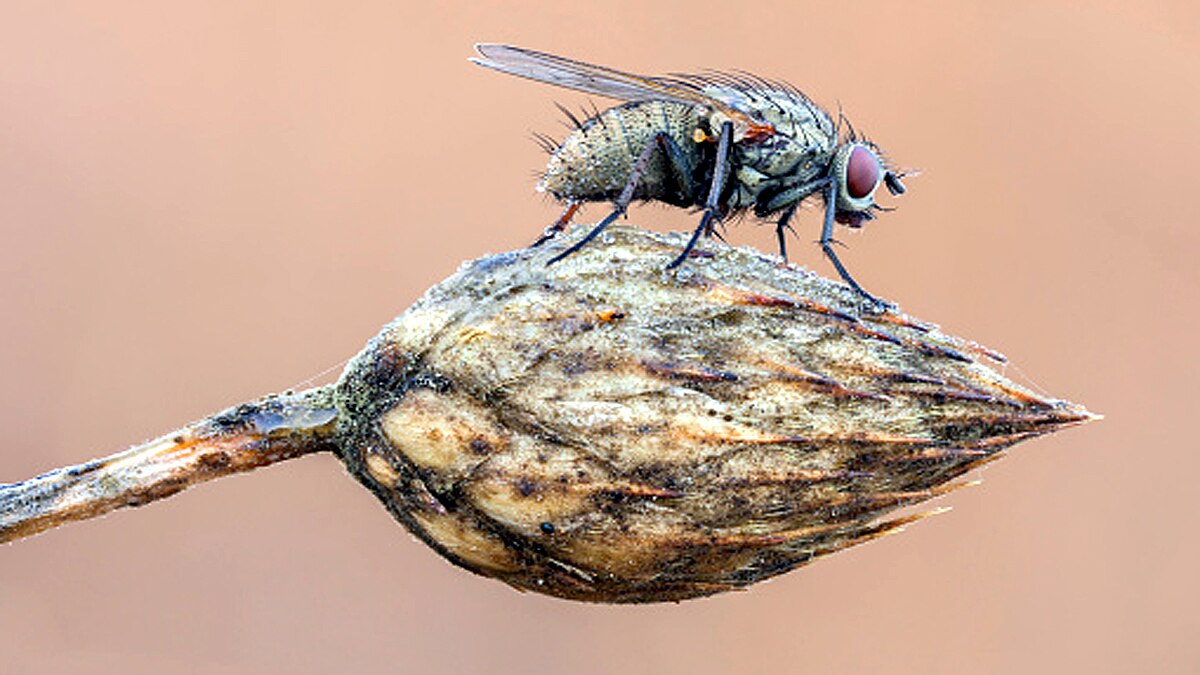 New Fungus Turns Flies into Zombies
