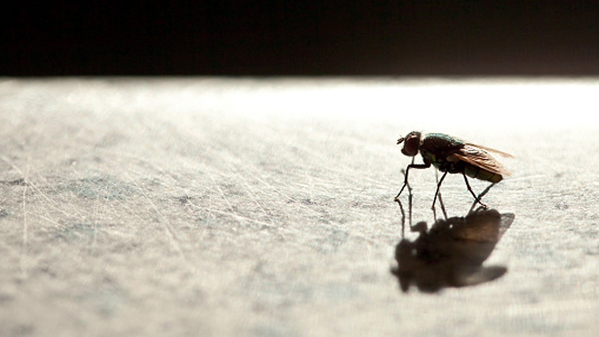 New Fungus Turns Flies into Zombies