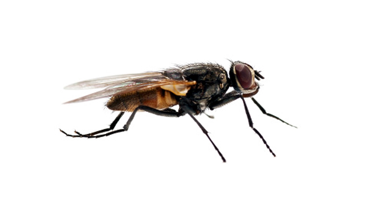 New Fungus Turns Flies into Zombies