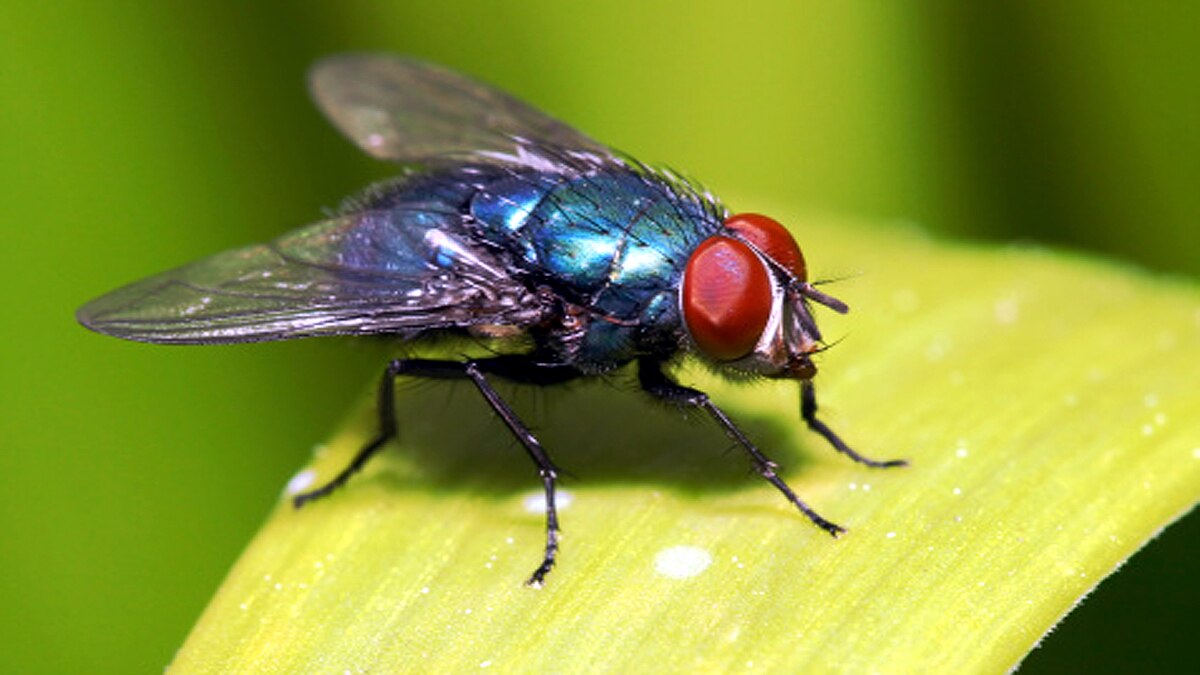 New Fungus Turns Flies into Zombies