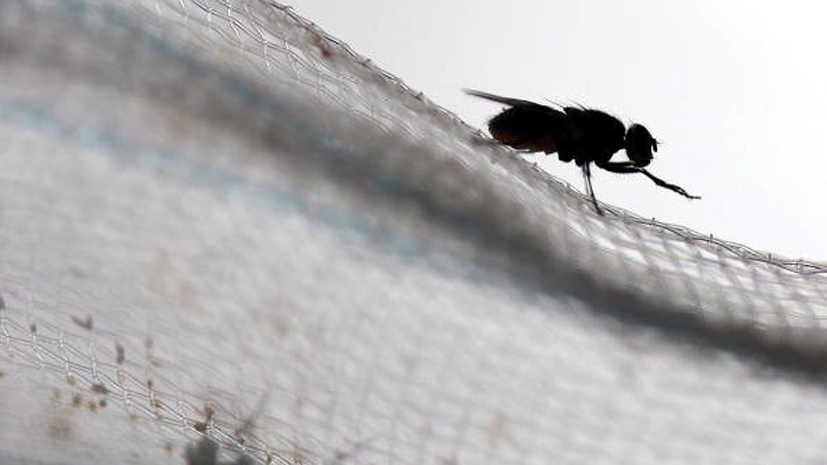 New Fungus Turns Flies into Zombies