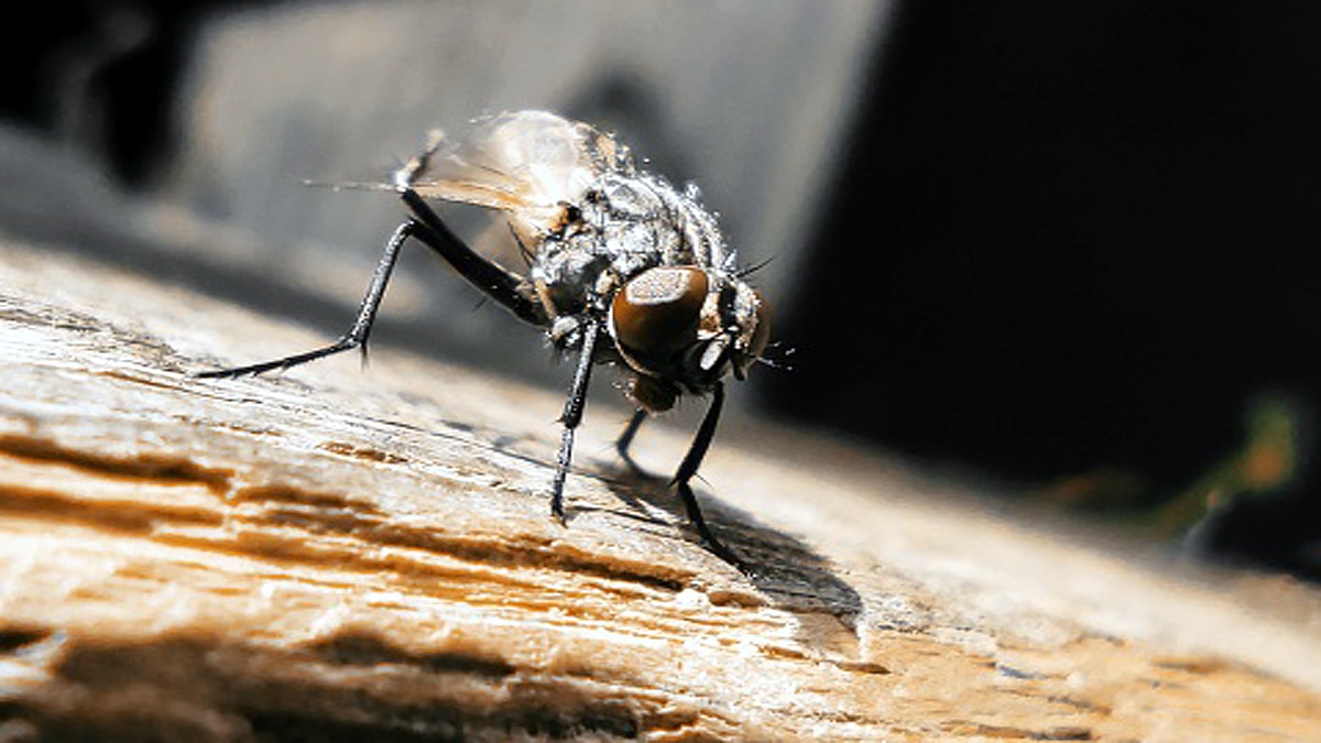 New Fungus Turns Flies into Zombies