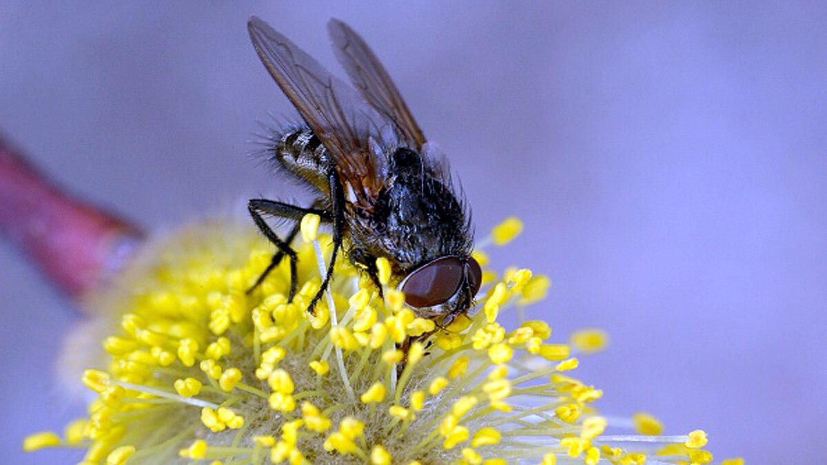 New Fungus Turns Flies into Zombies