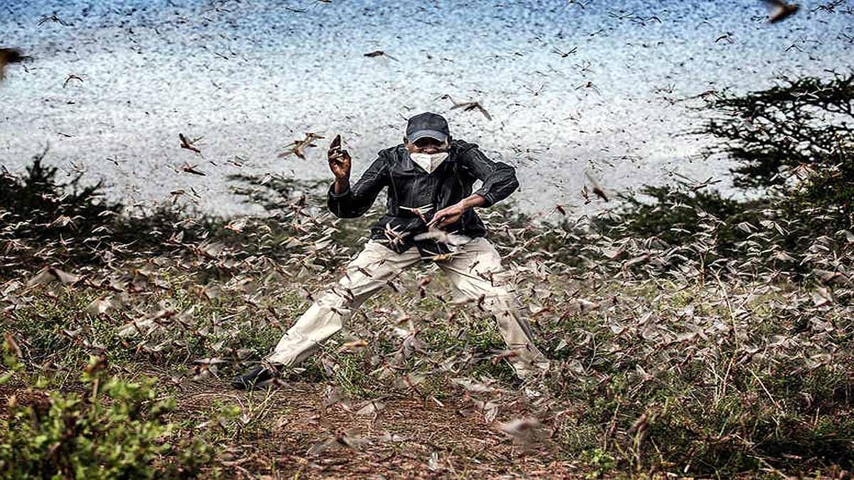 Amazing Photographs of Locust Attack