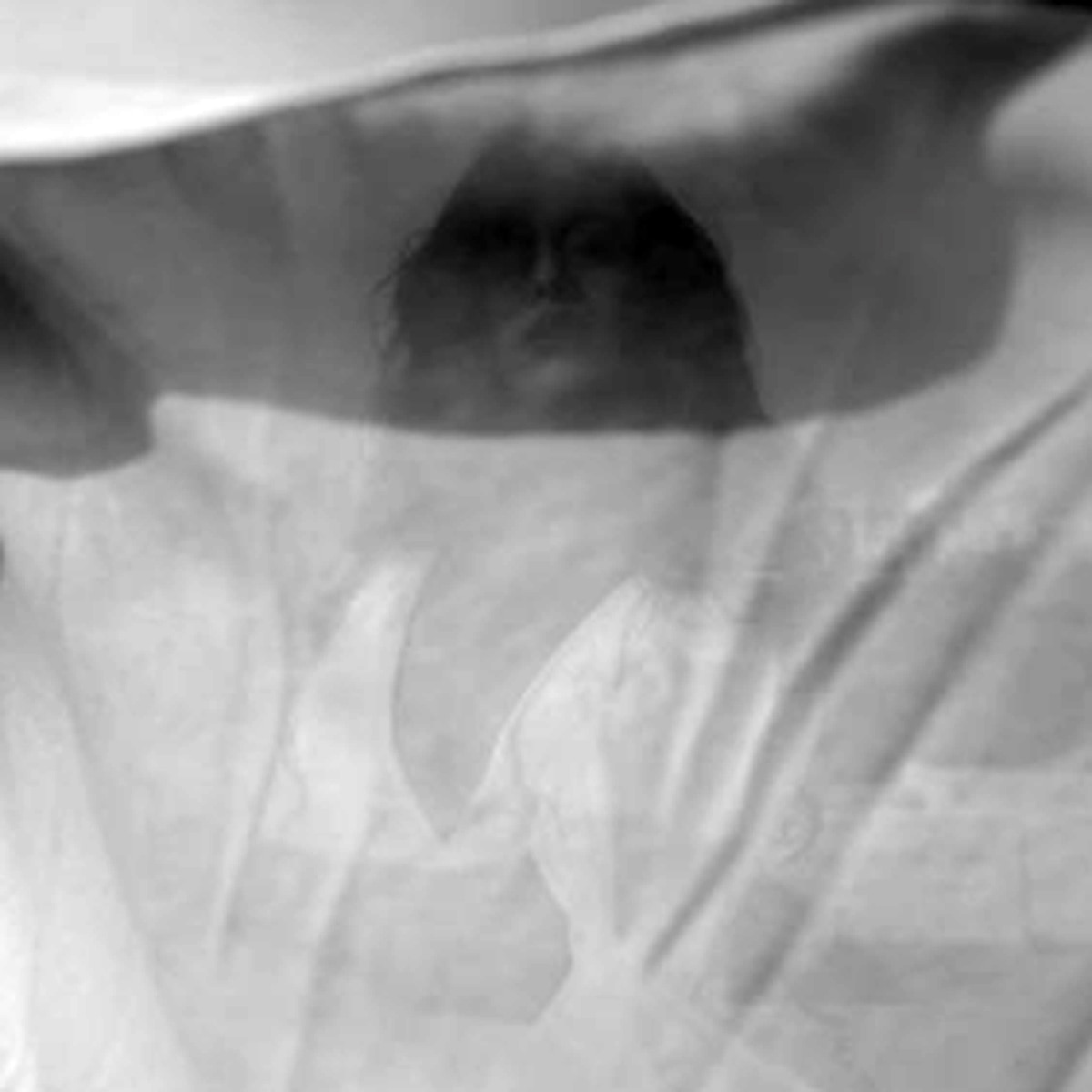  अविका गौर