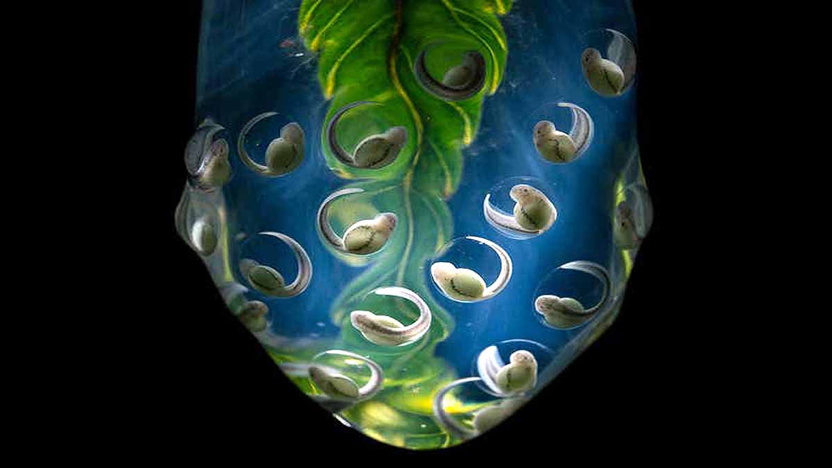 Amazing Photographs of the Life