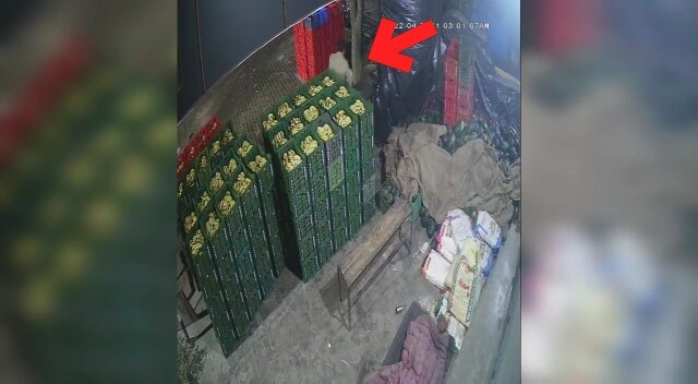 सब्जी मंडी से सेब की पेटी चुराता पुलिसकर्मी 