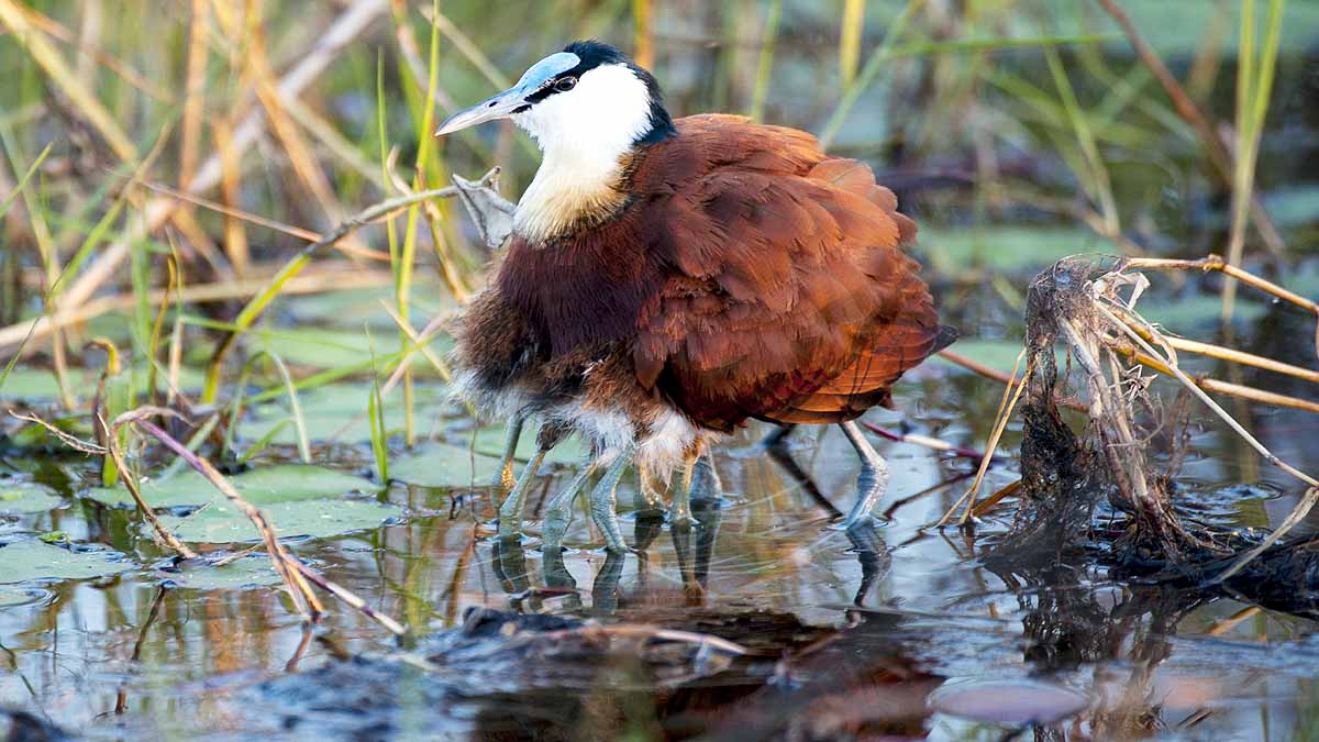 African Jacana Bird Eight Legs
