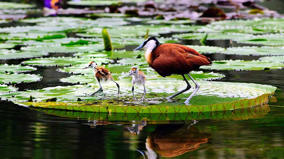 African Jacana Bird Eight Legs