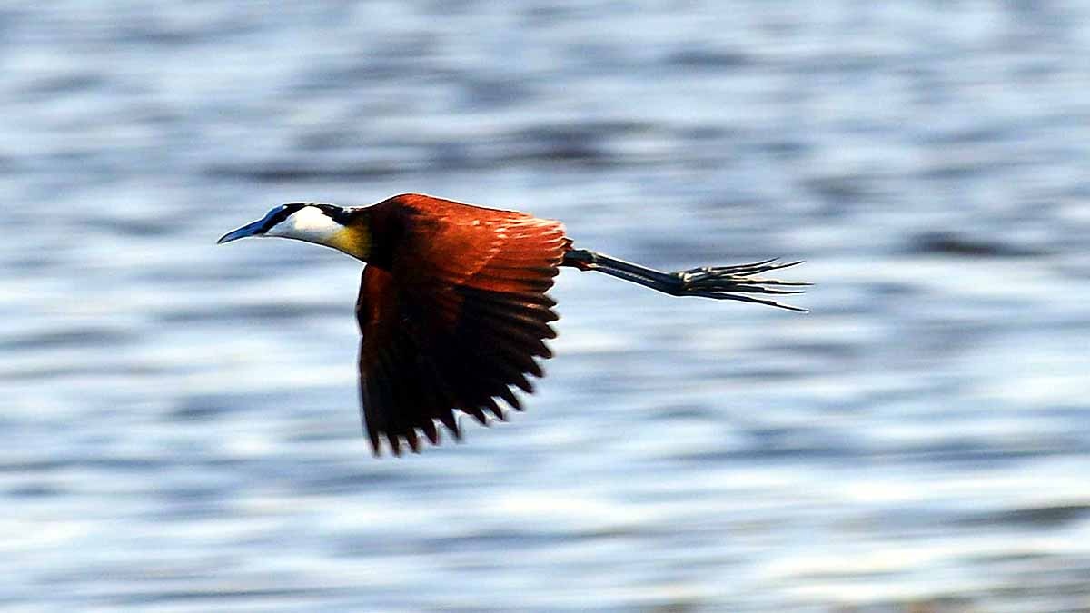 African Jacana Bird Eight Legs