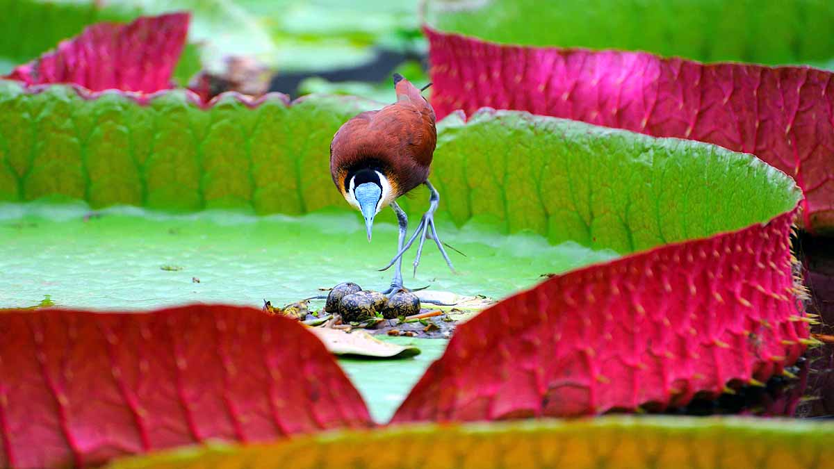 African Jacana Bird Eight Legs