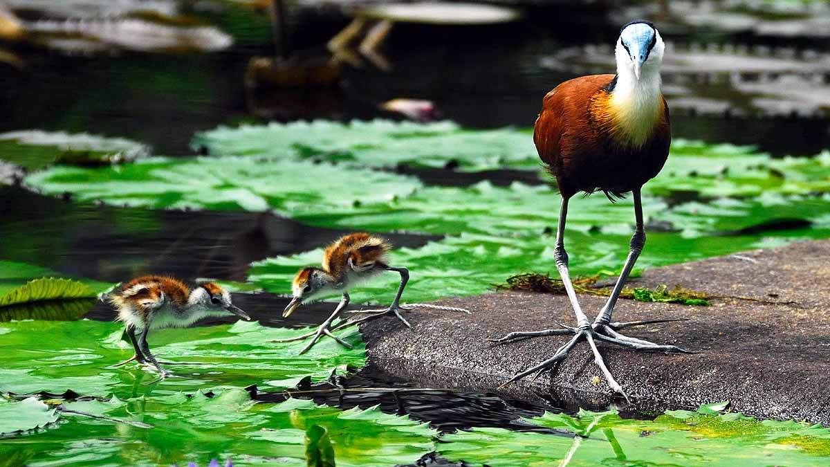 African Jacana Bird Eight Legs