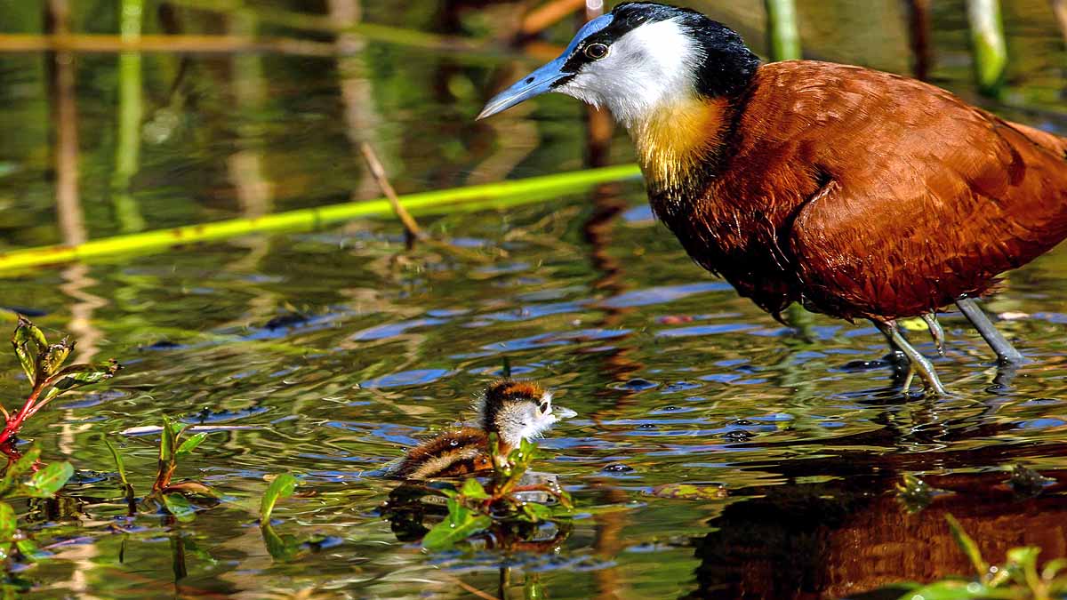 African Jacana Bird Eight Legs