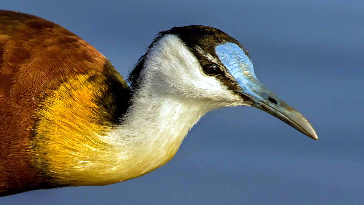 African Jacana Bird Eight Legs