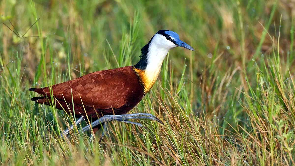 African Jacana Bird Eight Legs