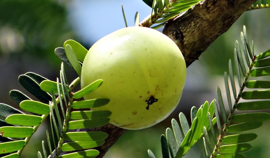 आंवला और कमल का फूल