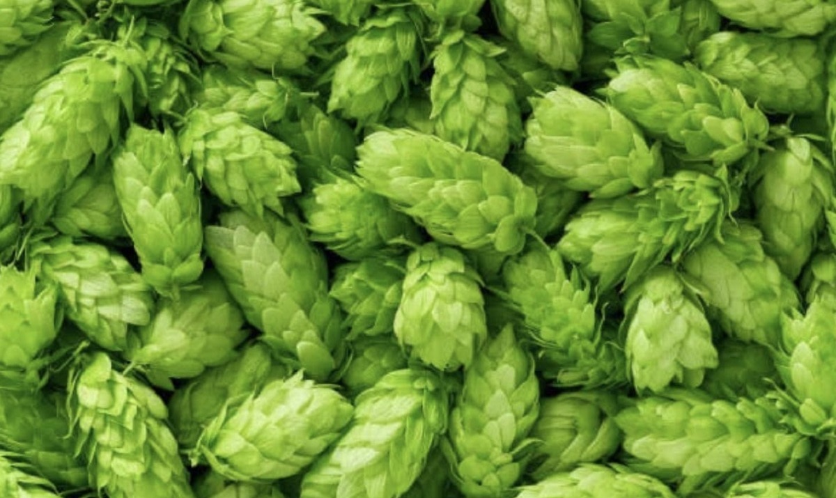 hop shoot crop