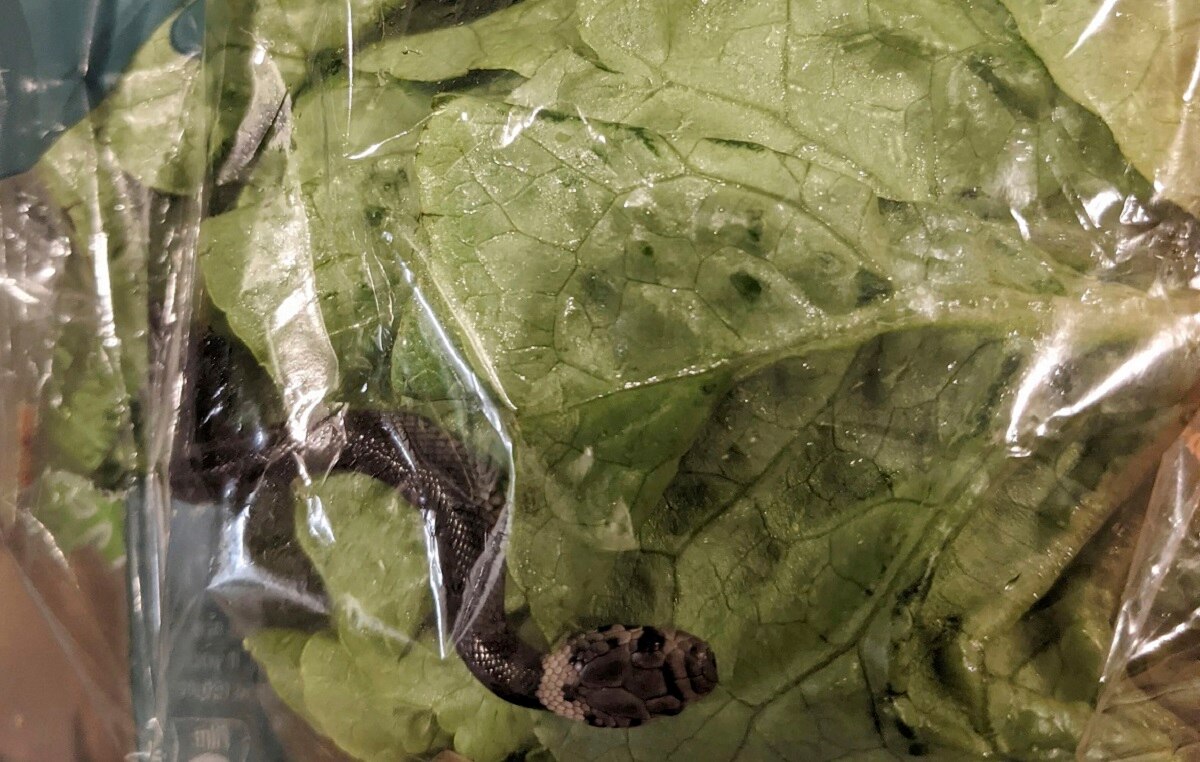 सलाद के पैकेट में सांप