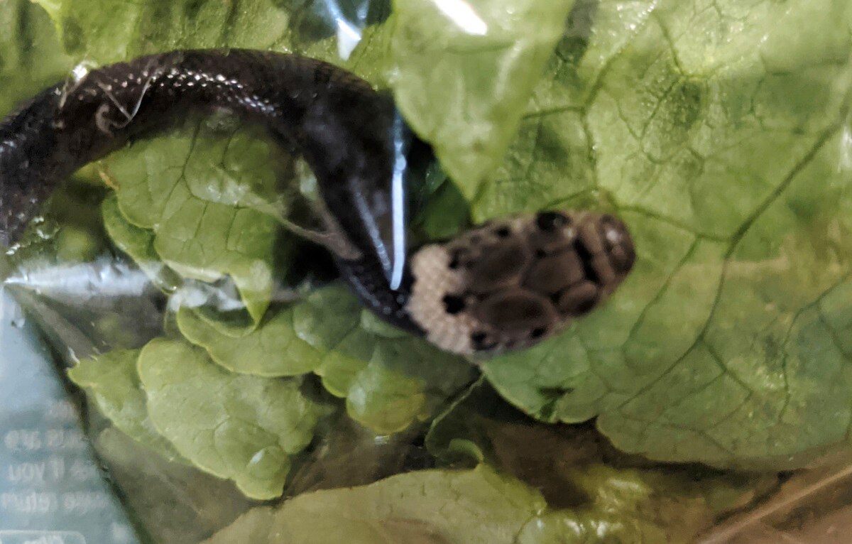 सलाद के पैकेट में सांप