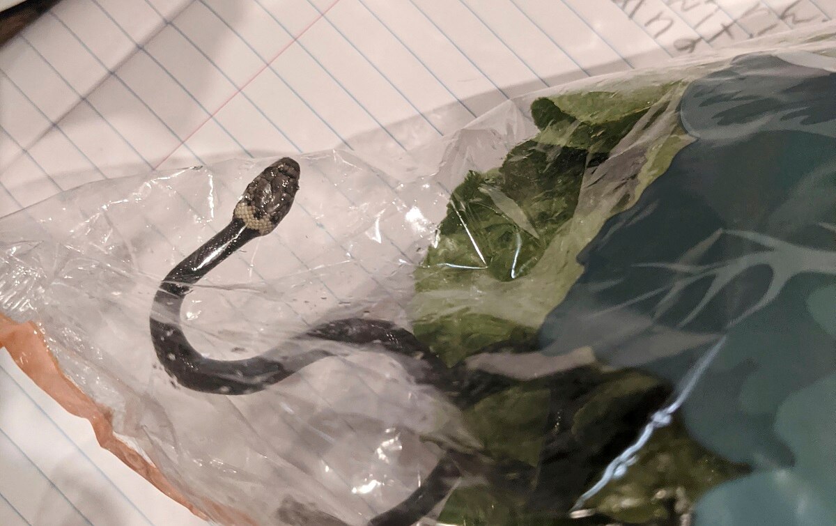 सलाद के पैकेट में सांप