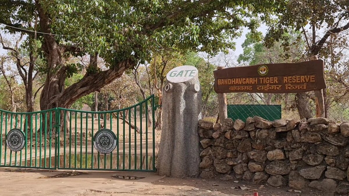 बाघिन के जबड़ों में फंसा था माल‍िक, भैंसों ने म‍िलकर बचाई जान