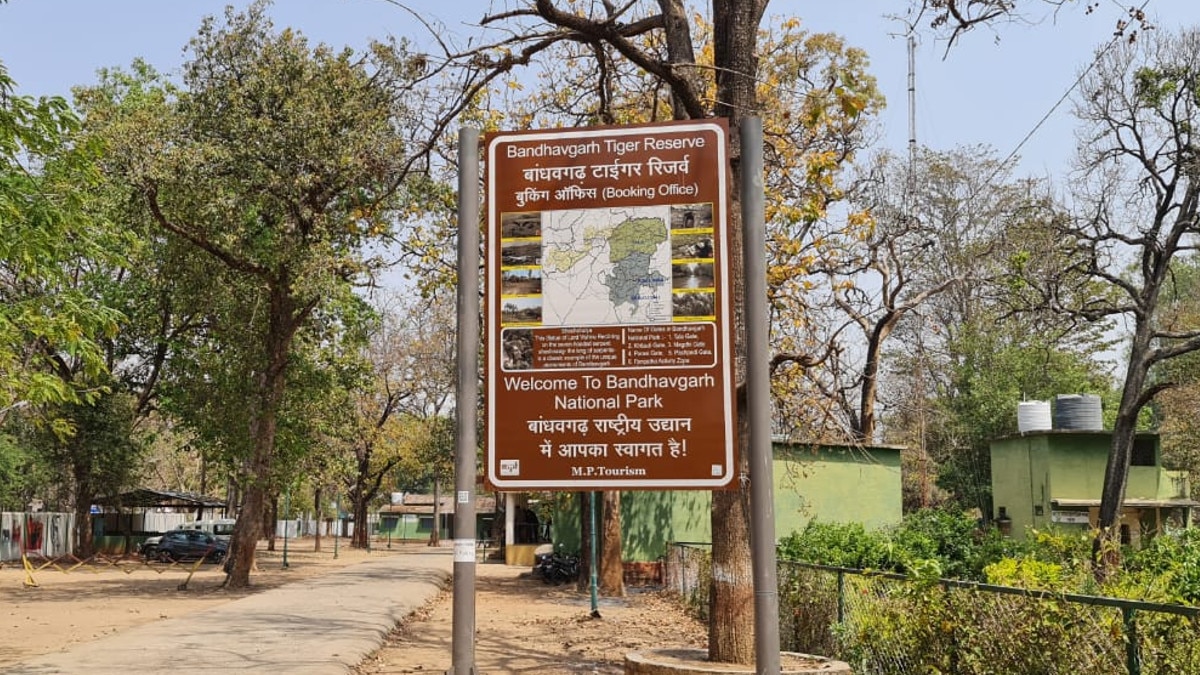 बाघिन के जबड़ों में फंसा था माल‍िक, भैंसों ने म‍िलकर बचाई जान