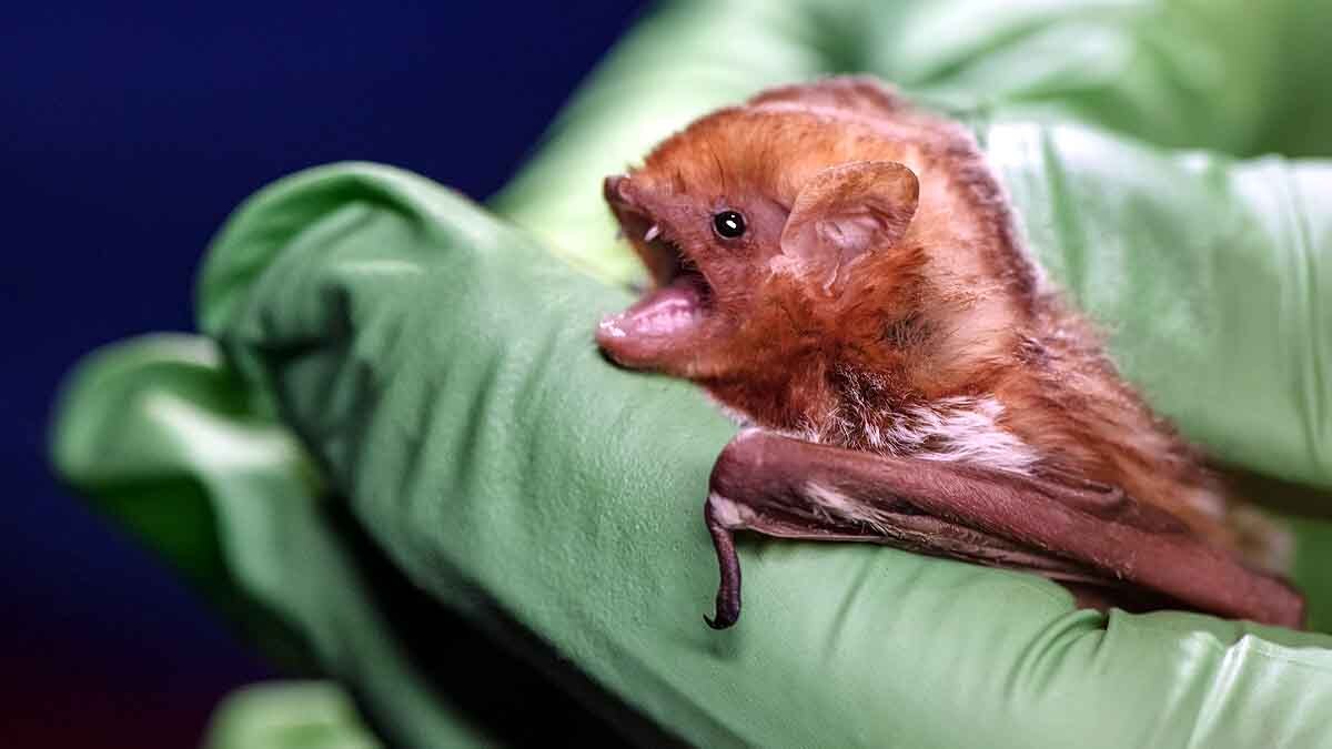 Disk Footed Bat Meghalaya