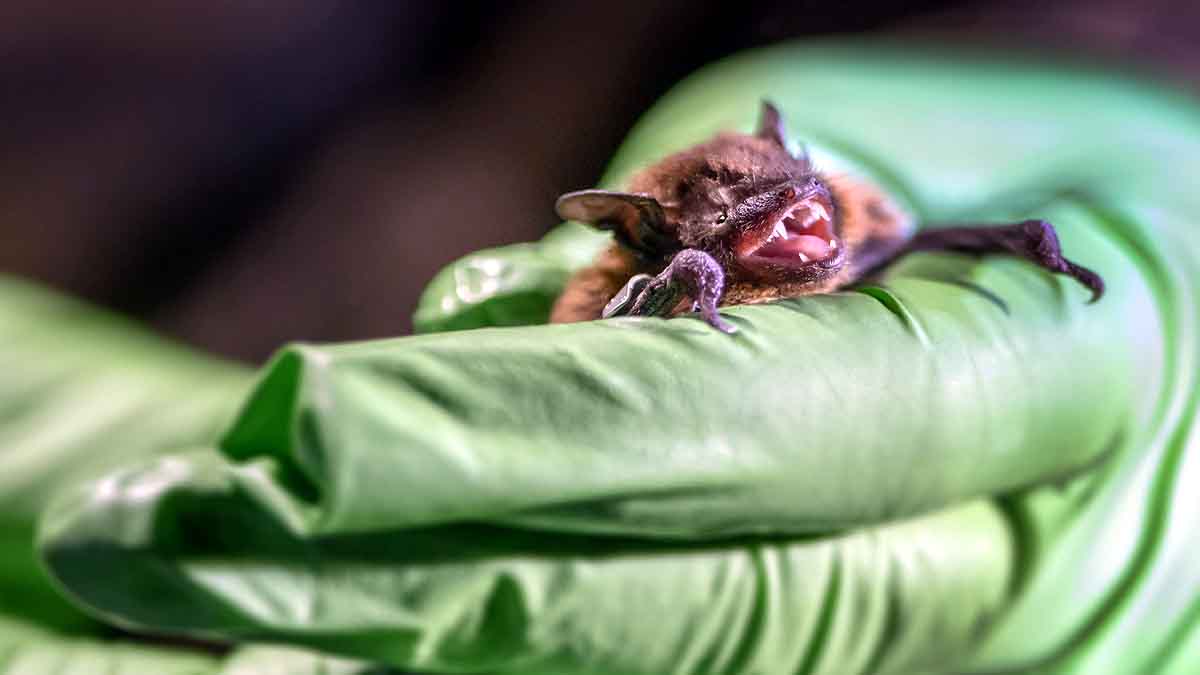 Disk Footed Bat Meghalaya