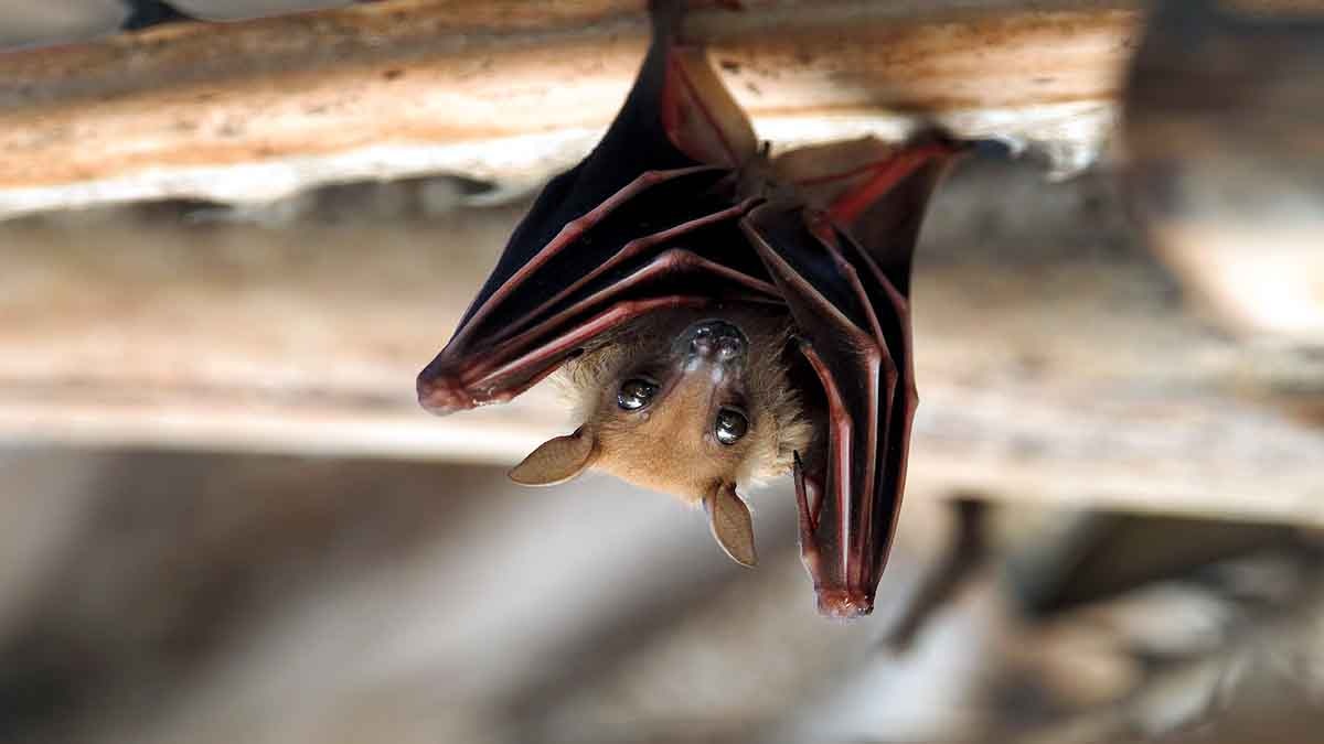 Disk Footed Bat Meghalaya