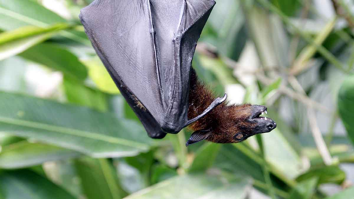 Disk Footed Bat Meghalaya
