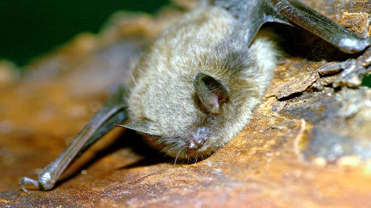 Disk Footed Bat Meghalaya